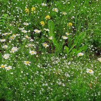 уральское :: Елена Шаламова