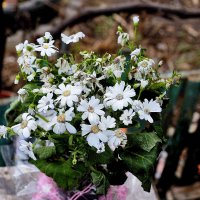 Букет :: Юрий Гайворонскiий