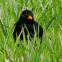 Весна(серия) :: Владимир Манкер