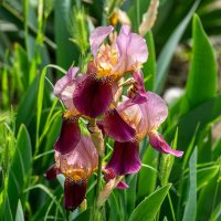 Ирисы :: Игорь Сикорский