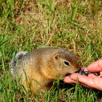 Угощается. :: nadyasilyuk Вознюк
