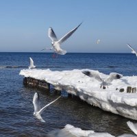 Чайки на море :: Рита Симонова