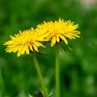 Семья одуванчиков :: Алексей Бабицын