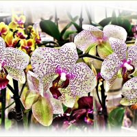 Фаленопсисы. :: Валерия Комова Фаленопсисы. :: Валерия Комова