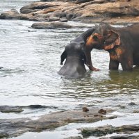 Шри-Ланка. Из жизни слоников... :: Александр Беляков