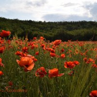 Природа Крыма :: Изумительная Космея