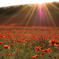 Природа Крыма :: Изумительная Космея