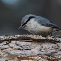 Поползень :: Виктор Иванович Чернюк