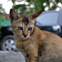 Ушастик :: ирина 