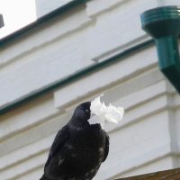 Добыча :: Мария - Maria