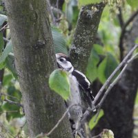 Подглядывающий :: Freddy 97