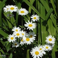 Ромашки :: Freddy 97