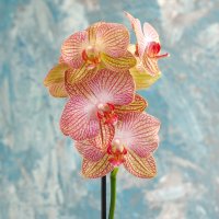 Орхидея КВ Бьюти :: Irene Irene