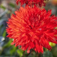 Георгин осенний. :: Лилия * Георгин осенний. :: Лилия *