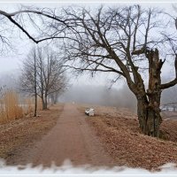 Дорога в тумане. :: Лия ☼