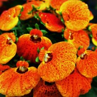 Кальцеолярия :: Aida10 