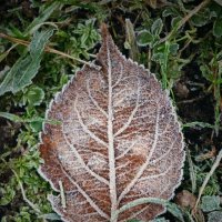 зимние сны :: Андрей Литов