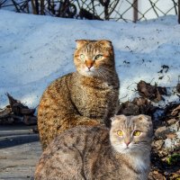 Сёстры :: Алексей Бабицын