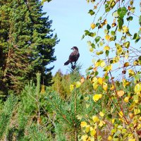 скворушка :: shasha1950 скворушка :: shasha1950