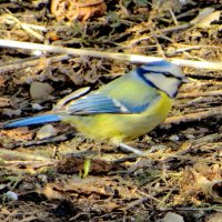 Приземленная лазоревка :: Александр Чеботарь