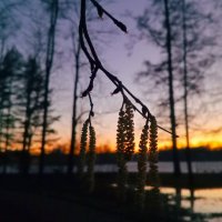 Орешник на закате :: Сапсан 