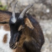 Скромница :: Светлана Тихонина