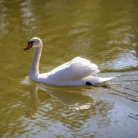 Лебединое... :: Светлана Тихонина