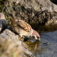 Полевой воробей утоляет жажду в Дворцовом парке Гатчины :: Дарья Меркулова