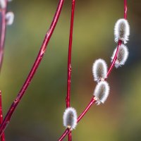 Верба цветёт. :: Анатолий. Chesnavik. Верба цветёт. :: Анатолий. Chesnavik.