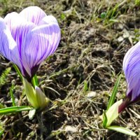 Городские цветы. :: Милешкин Владимир Алексеевич 