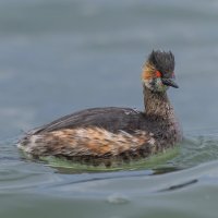 черношейная поганка.весна Лазоревское. :: юрий макаров