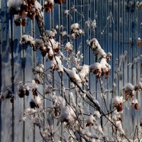 Детали природы :: Роман Савоцкий