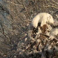 Детали природы :: Роман Савоцкий
