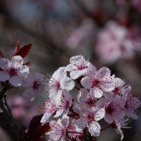 Какая-то вишня :: Виктор 