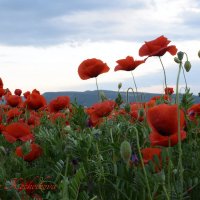 Природа Крыма :: Изумительная Космея