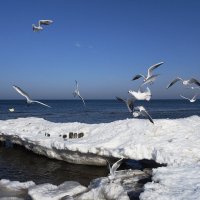 Чайки на море :: Рита Симонова Чайки на море :: Рита Симонова