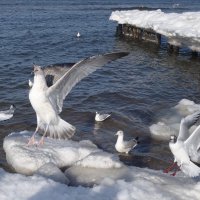 Чайки на море :: Рита Симонова