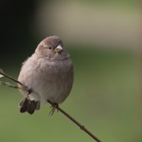 С днём воробья :: Игорь Шевченко