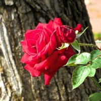 Роза алая :: Лариса С.