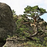 ...и на камнях растут деревья... :: Александр Герасенков ...и на камнях растут деревья... :: Александр Герасенков