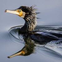 Красавчик :: Андроник Александр Красавчик :: Андроник Александр