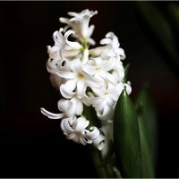 Белый распустился :: ZNatasha - Белый распустился :: ZNatasha -