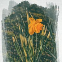 Нарцисс :: Jakob Dick