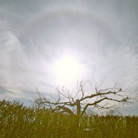 Гало :: VasiLina *