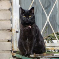 Подснежник :: Александр Чеботарь