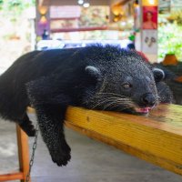 *** :: Николай Чекалин