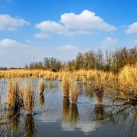 Весна. :: Владимир Весна. :: Владимир