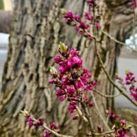 Красота начинается. :: Галина Бобкина