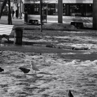 поедем, красотка, кататься :: sv.kaschuk 