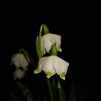 Белоцветник :: Сапсан 